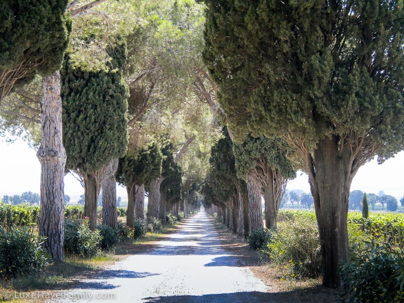 The long driveway at L'Andana is lined with cypress and maritime pine trees.