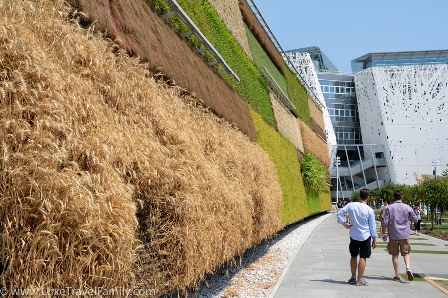 Crops growing on a vertical wall at Expo 2015