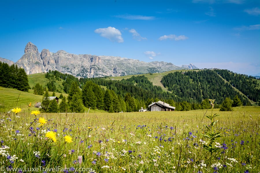 Summer-Dolomites-wildflowers
