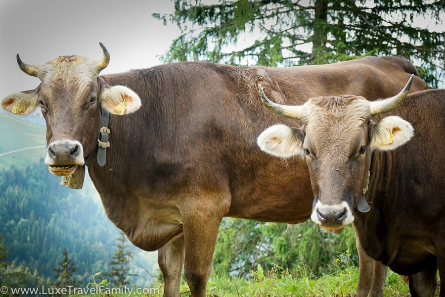 Dairy cows Bregenzerwald Cheese Road