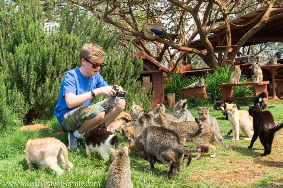 Boy surrounded by cats at Lanai Cat Sanctuary