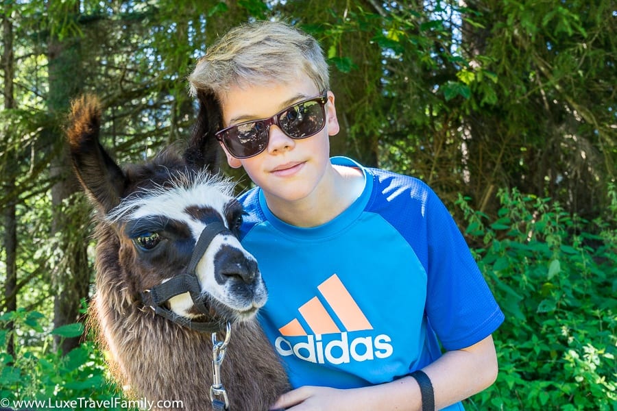 cuddly creature family llama trekking in austria