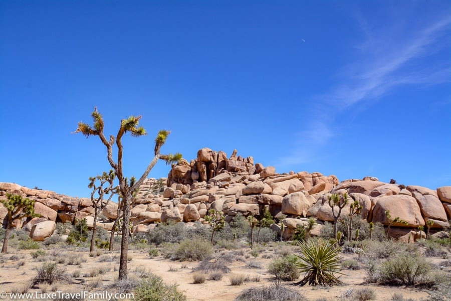 Joshua Tree things to Do with Kids in Palm springs