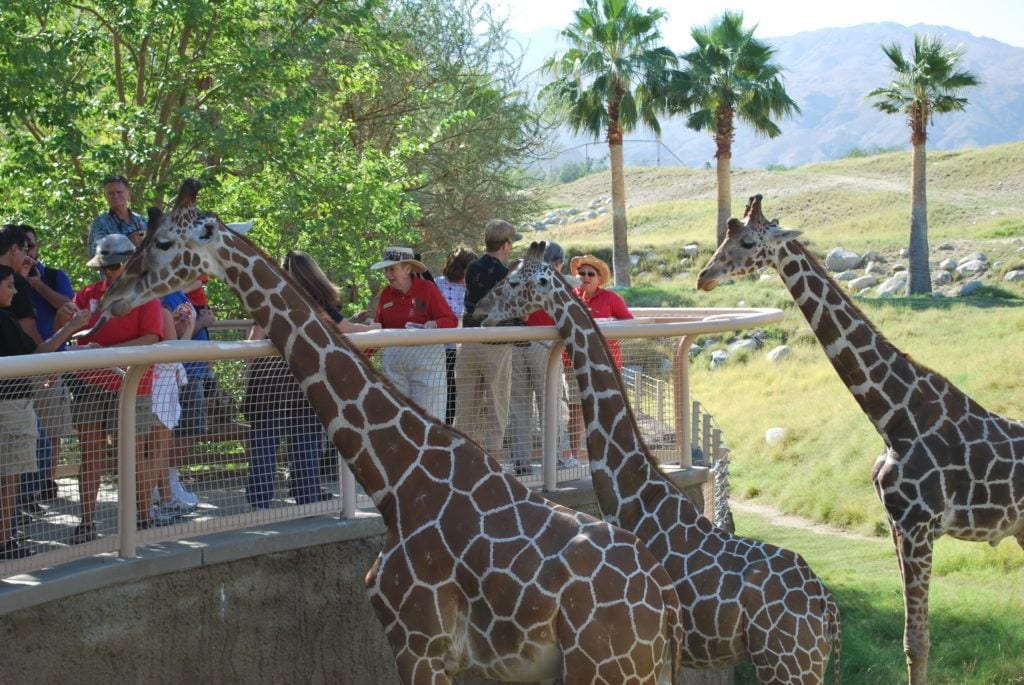 Feeding-Giraffes-Things-To-Do-Palm-springs-with-kids