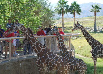 Feeding-Giraffes-Things-To-Do-Palm-springs-with-kids