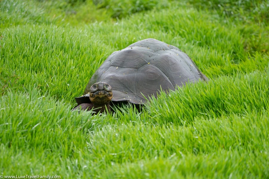 Tortoise-reserve-Pikaia-Lodge-Review-Luxury-Land-Based-Galapagos
