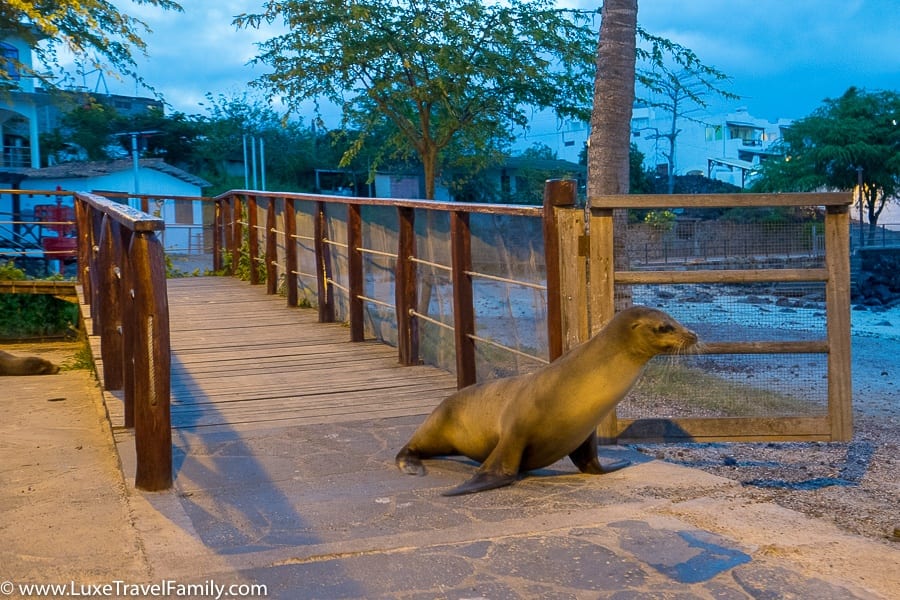 Sea lion San Cristobal land-based Galapagos Islands