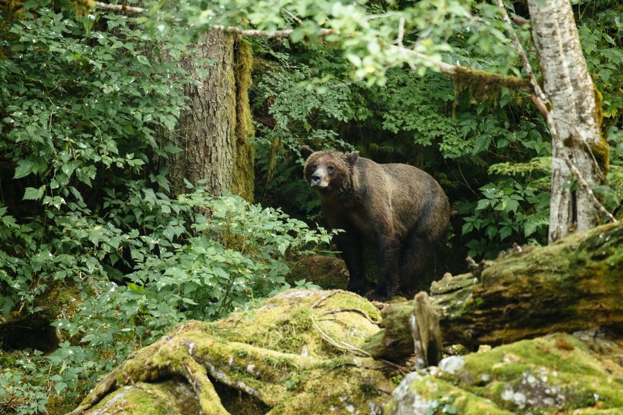 Grizzly Bear in the forest Nimmo Bay